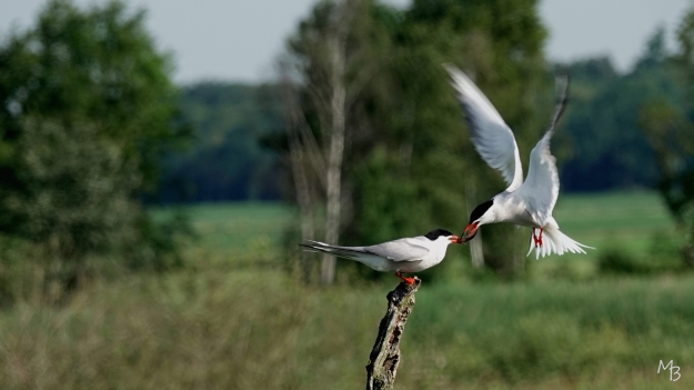 Marian Buurman - visdiefje , lekkerhapje ! - 2026;06;26;juni Diependal;appelscha;visdiefjes;vogel;vogels;kijkhut;